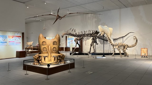 Sala de exposición con esqueletos de dinosaurios y una vitrina de fósiles